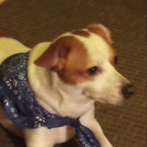 Meet your Posher, Kimmi - Picture 4 of 5